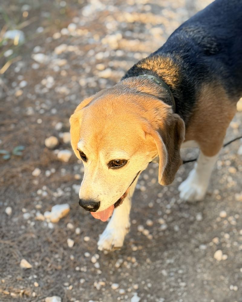 Beagle en balade à Allauch