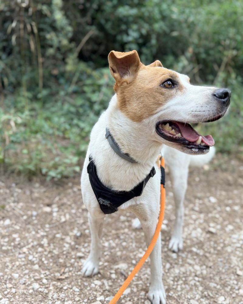 Jack Russell sur un sentier des collines d'Allauch