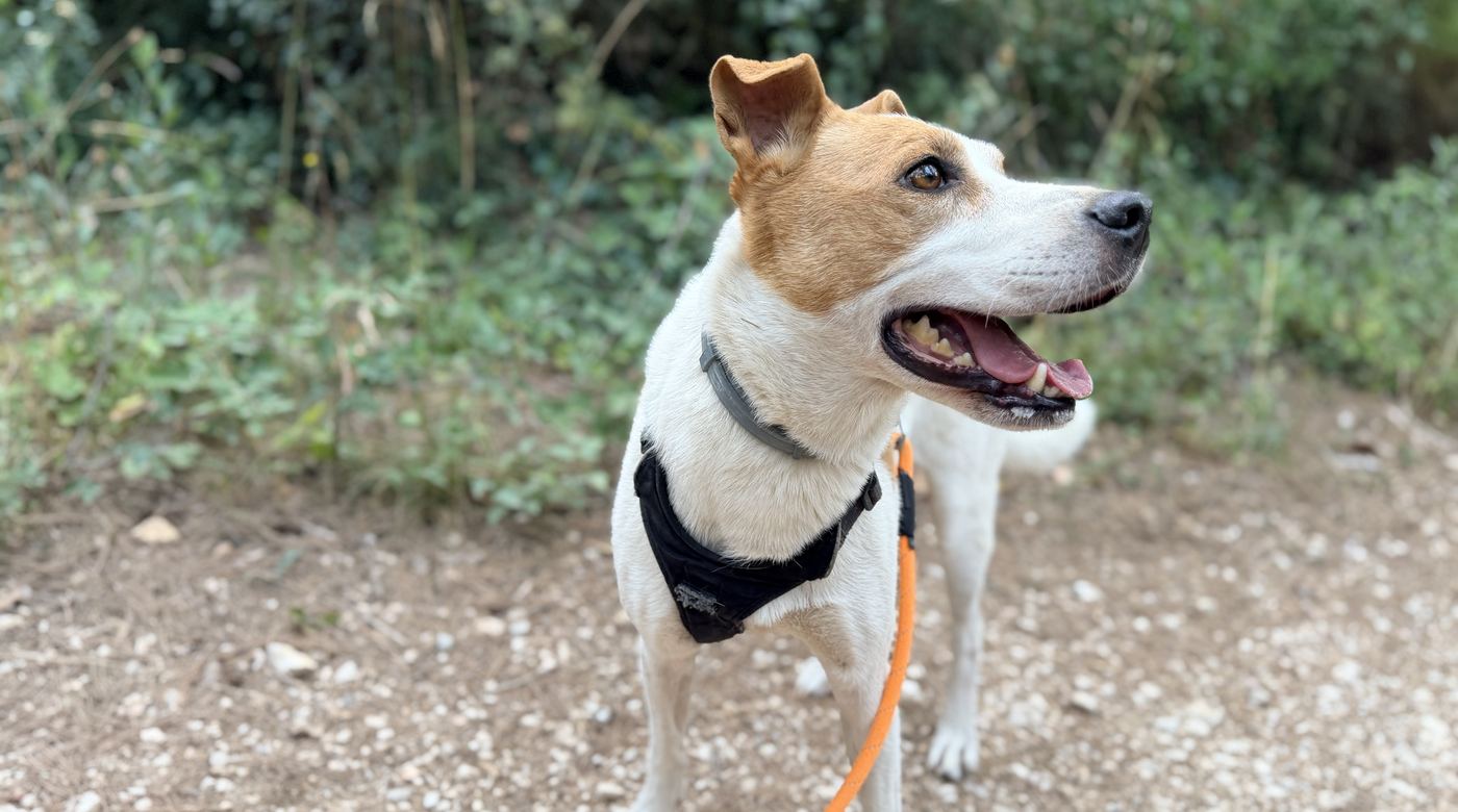 Chien en balade sur un sentier des collines d'Allauch