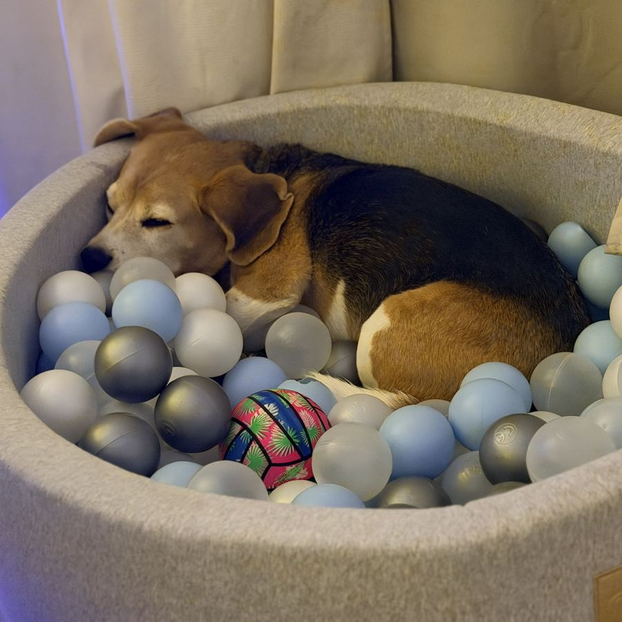 Chien qui dort dans la piscine à balles de la pension canine d'Allauch