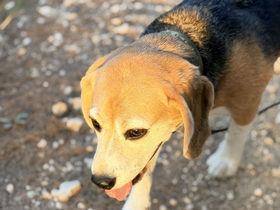 Beagle en balade sur les sentiers d'Allauch