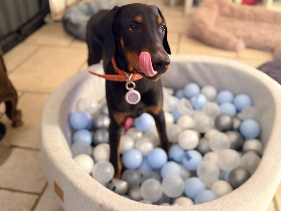 Jeune dobermann dans la piscine à balles de la pension