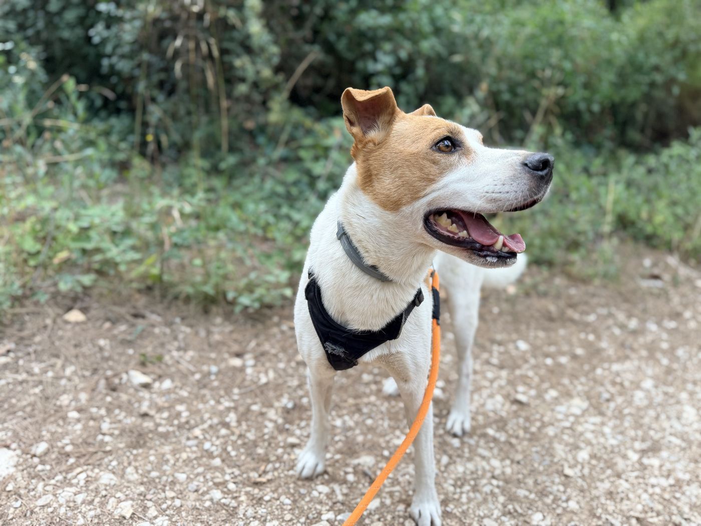 Chien en balade dans les collines d'Allauch avec la Pension Canine Chez Léa